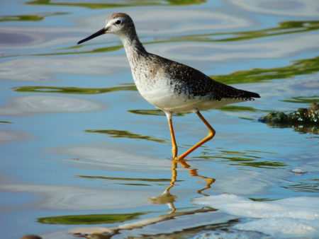 Lesser Yellowlegs