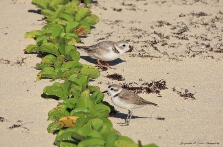 Piping plover and Snowy plover on beach