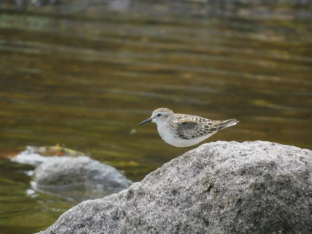 Semipalmated Sandpiper at Marguerita Bay, Montserrat