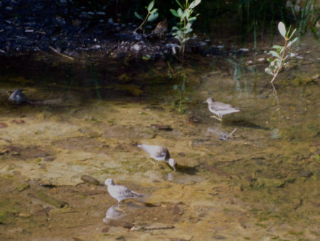 Shorebirds at Carr’s Bay during the first public field trip 