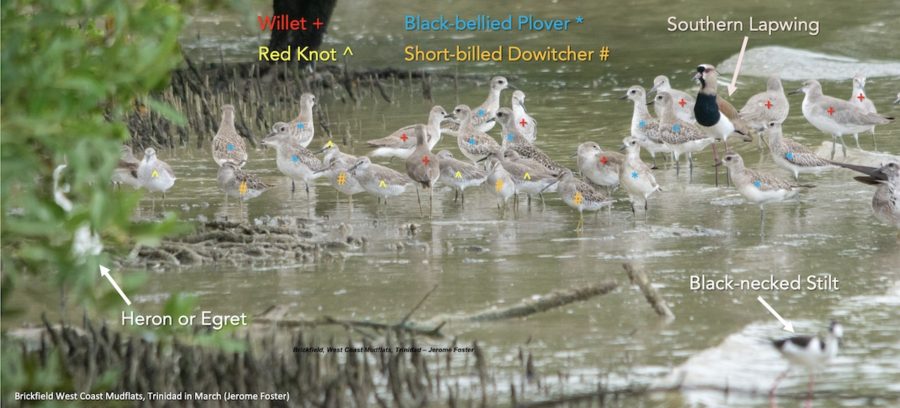Mix shorebird flock on Trinidad's west coast - species named in the photo.