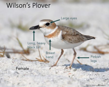 Wilson's Plover with ID tips