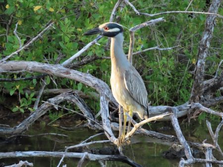 Yellow-crowned Night-Heron