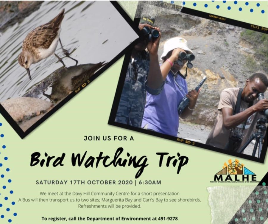 Flyer advertising school shorebird education event