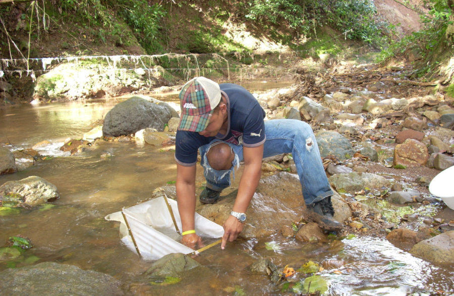 Aquatic stream insects being collected
