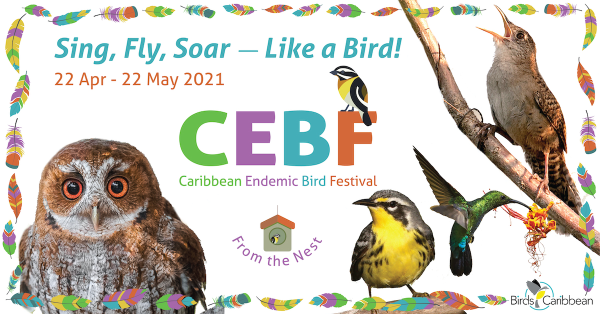 Caribbean Endemic Bird Festival 2021 encourages participants to “Sing, Fly,  Soar — Like A Bird” – BirdsCaribbean