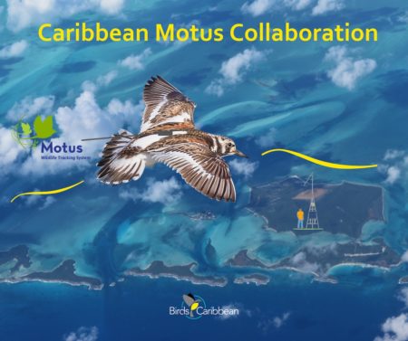 Caribbean-Motus-Collaboration-Ruddy-Turnstone-graphic