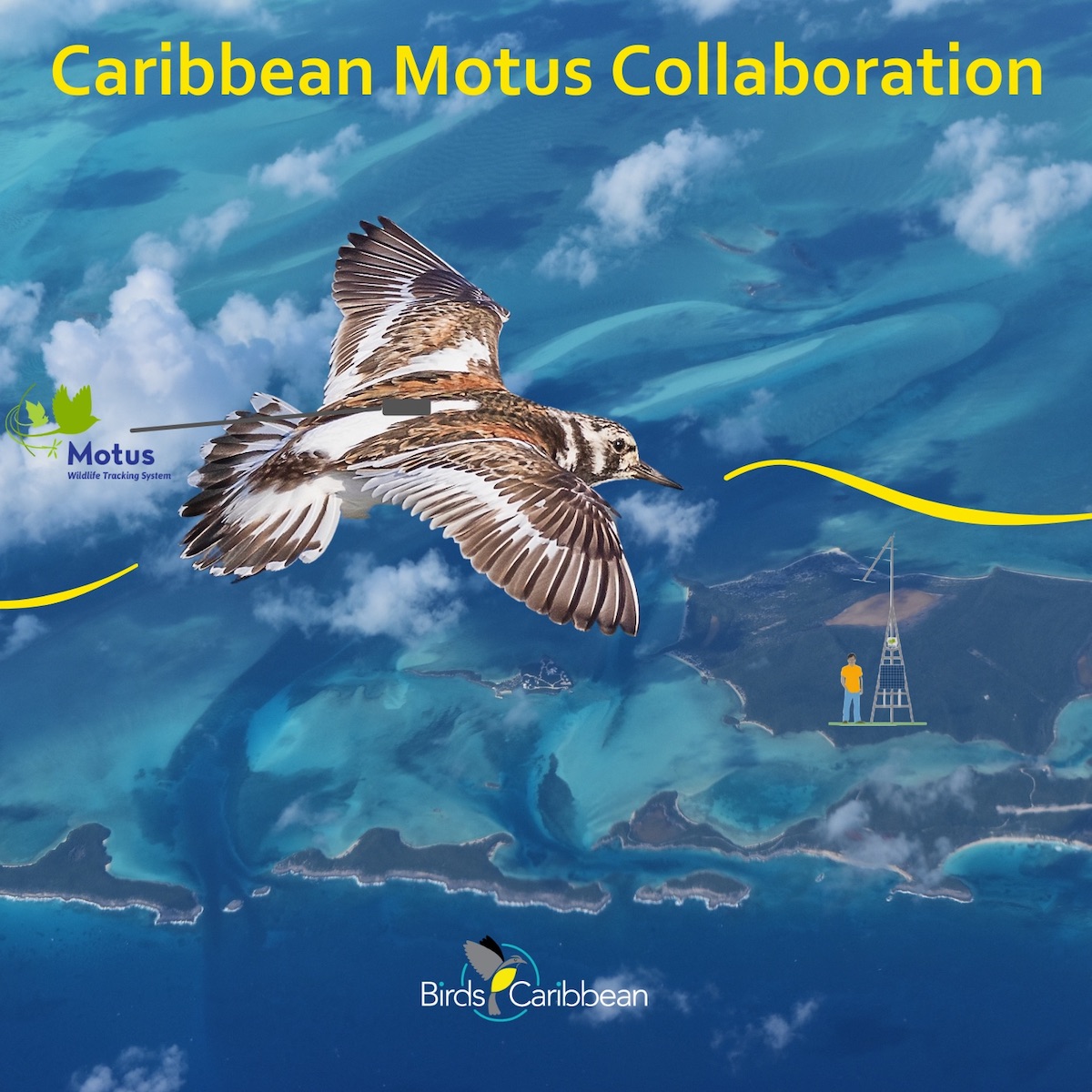 Caribbean-Motus-Collaboration-Ruddy-Turnstone-graphic-sq
