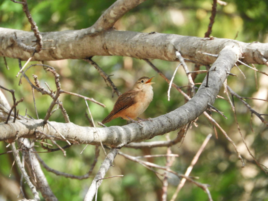 Grenada House Wren singing