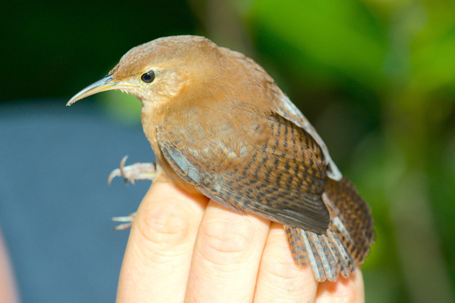 House Wren in hand