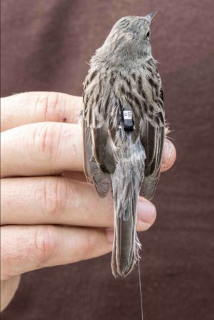 Kirtland's Warbler with nanotag