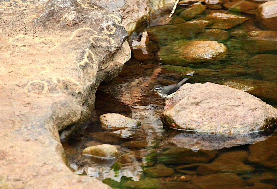 Louisiana Waterthrush foraging