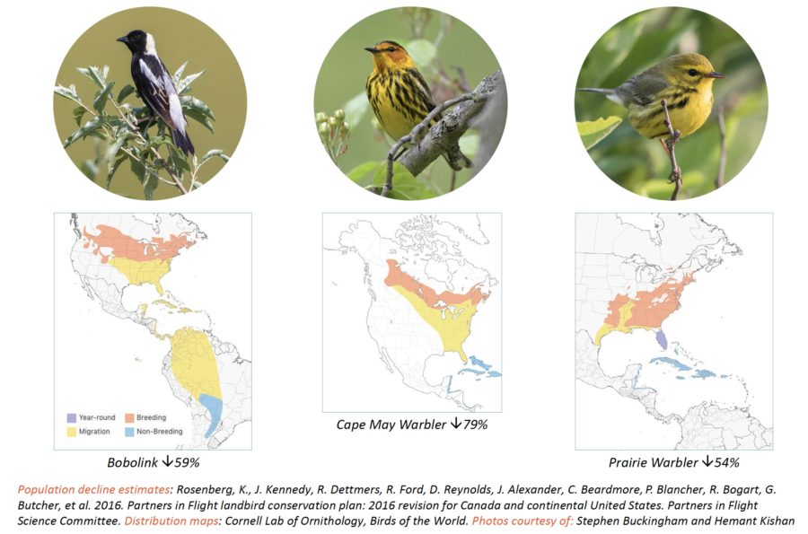 Migratory-species-and-maps