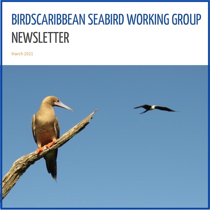 seabird working group newsletter cover-square