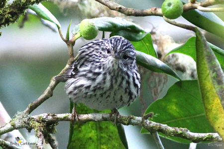 Arrowhead Warbler