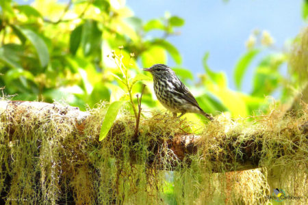 Arrowhead Warbler