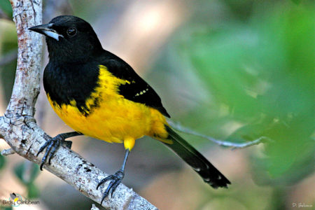 Bahama Oriole