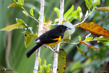 Bahama Oriole