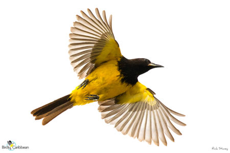 Bahama Oriole in Flight