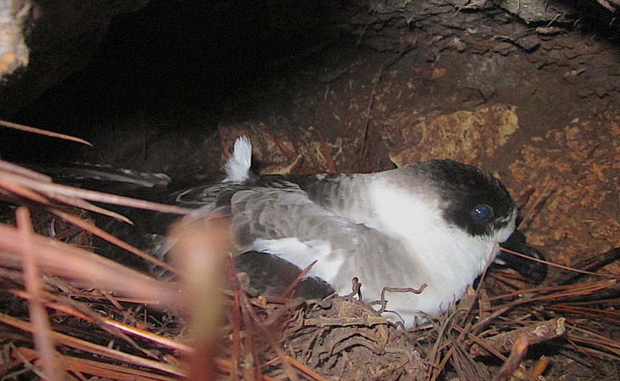 Black-capped Petrel on nest