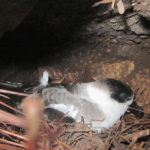 Black-capped Petrel on nest