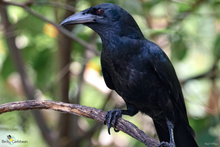 Cuban Crow