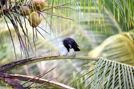 Cuban Crow