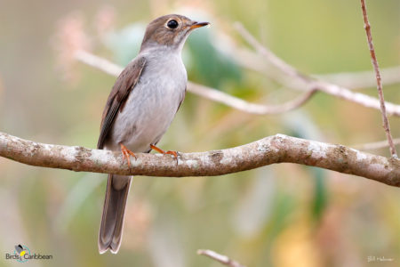 Cuban Solitaire