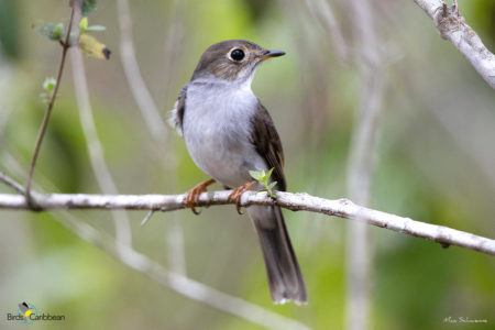 Cuban Solitaire