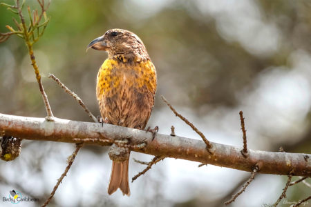 Female Hispaniolan Crossbill 