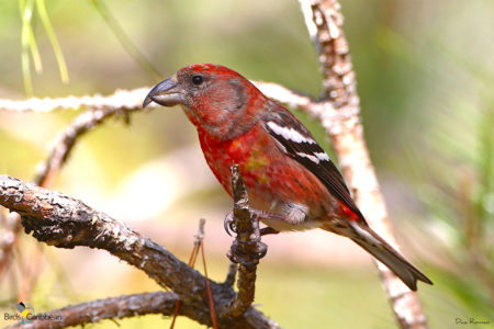 Male Hispaniolan Crossbill