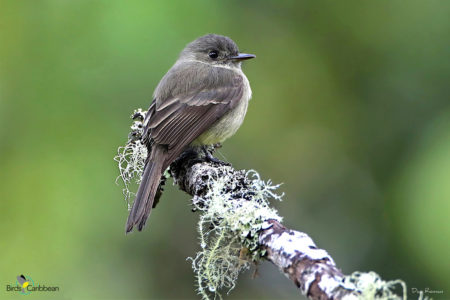 Hispanionlan Pewee perched