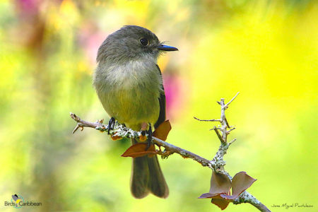 Hispaniolan Pewee