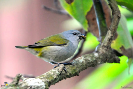 Female Jamaican Euphonia