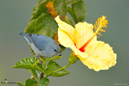 Male Jamaican Euphonia