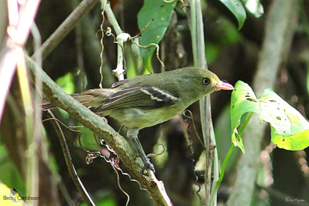 Jamaican Vireo