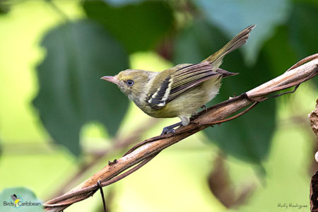 Jamaican Vireo