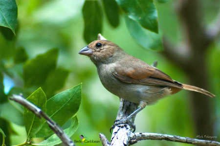 Lesser Antillean Bullfinch female