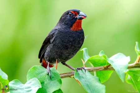 Lesser Antillean Bullfinch male