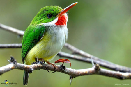 Puerto Rican Tody