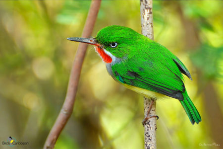 Puerto Rican Tody