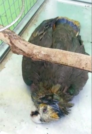 Vincent Parrot that died after the La Soufriere volcano April 2021 eruption