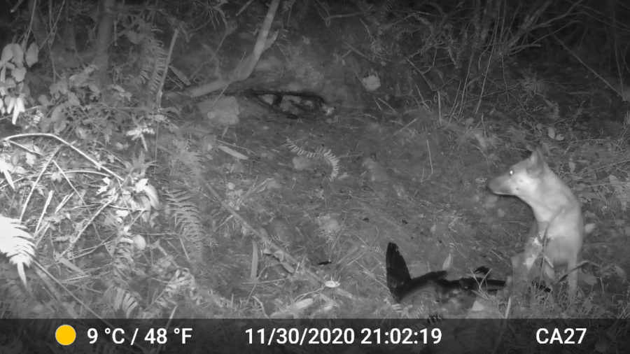 Dog standing over dead Black-capped Petrel.