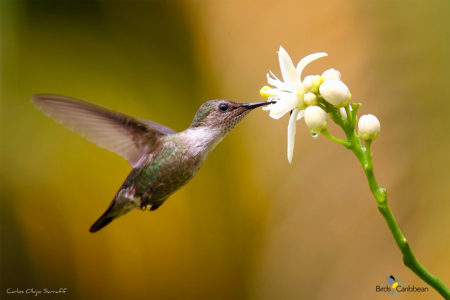 Vervain Hummingbird