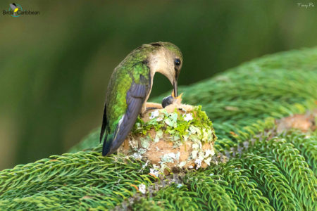 Vervain Hummingbird feeding chick