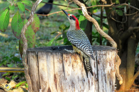 West Indian Woodpecker