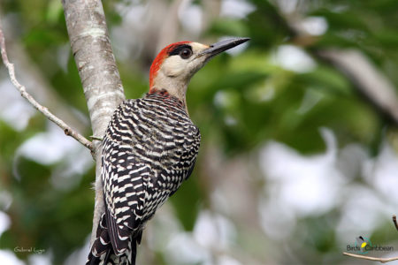 West Indian Woodpecker