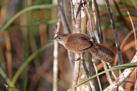 Zapata Wren 