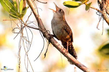 Zapata Wren 