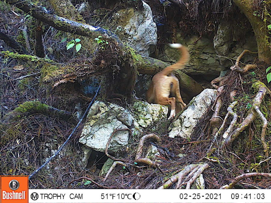 Dog invading a Black-capped Petrel burrow